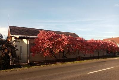 Cladire P+M,500mp utili in satul Salajeni - 2