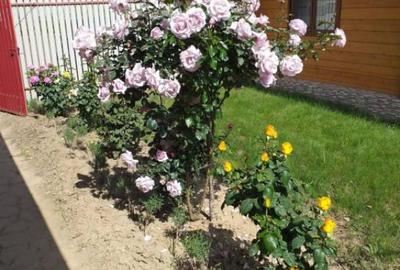 HORIA - 3 CAMERE ,SUPRAFATA 100 MP,TEREN 3000 MP CU DESCHIDE - 36