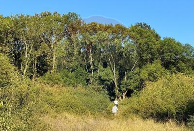 Teren cu parau | 50,000 mp | zona Caianu-Vama | la lizi... - 3