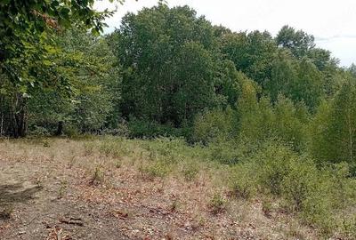 Teren de 3500 mp, în Valea Babei - 3