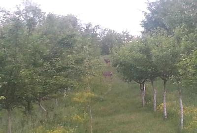Casă cu 4 camere în Bărbătești - 3