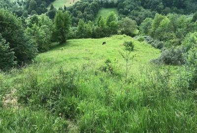 Teren de 5000 mp, în Teșila - 1