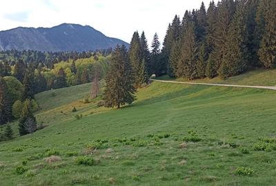 Teren Construcții intravilan de 900 mp, în Predeal - 9