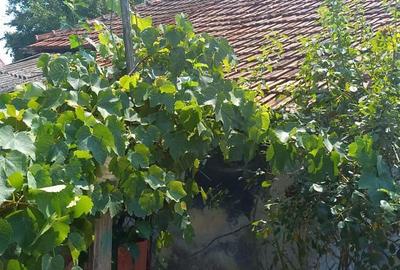 Vand casa Ciorani - 5
