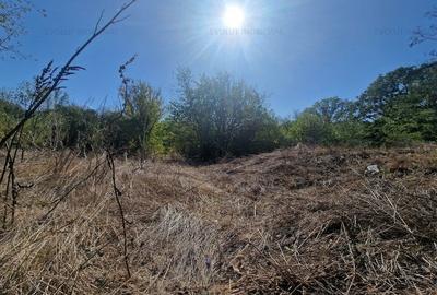 PADURE VALU LUI TRAIAN / zona popas Forest M / 2 loturi x 564 mp - 2