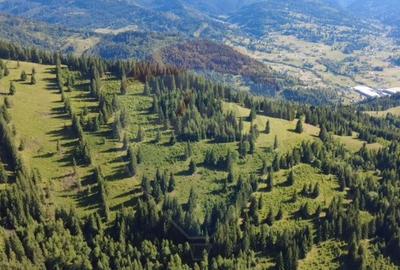 Teren de 24581 mp, în Panaci - 4