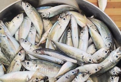 Vanzare 10000 mp plaja virgina,Constanta Vadu la Cherhana Bosoanca drum pietruit - 5