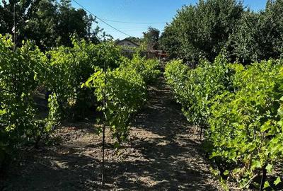 Teren de 1094 mp, în Hârșova - 1