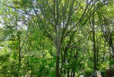 Casă cu 3 camere cu Teren 253 Mp în Sărărie - 11