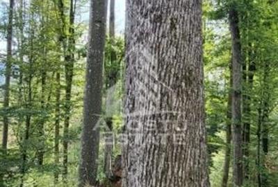 INVESTITIE CU PROFIT RAPID Padure 120+ Ani Fag & Gorun - 12