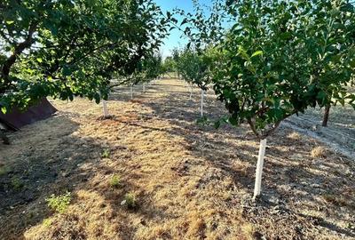 Casă cu 4 camere în Jebel - 6