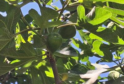 Casă cu 6 camere cu Teren 1668 Mp în Stăncuța - 7