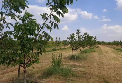 Teren de 749000 mp, în Bucești - 8