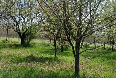 Teren de 6022 mp, în Ogrezeni - 5