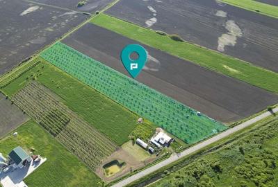 Livada de nuci ?i pruni 2.4ha in Varia?u Mare - 1