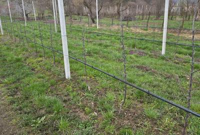 Spațiu comercial, în Voinești