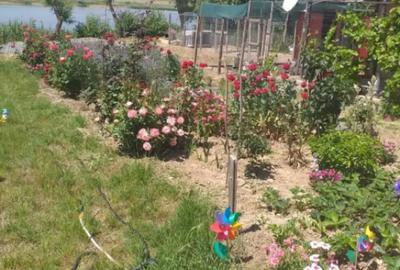 Casă cu 3 camere cu Teren 300 Mp în Horia - 5