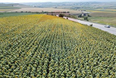 Teren agricol extravilan de 3500 mp, în Ilișești - 3