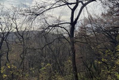 Teren de 8271 mp, în Cerbăl - 11