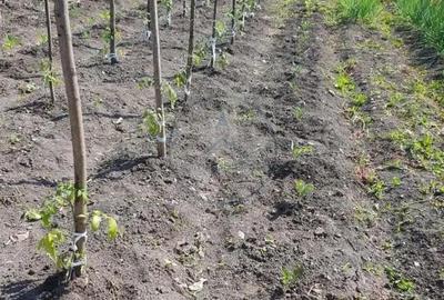 Casa 20 km de Bistrita 1400 mp teren - 2