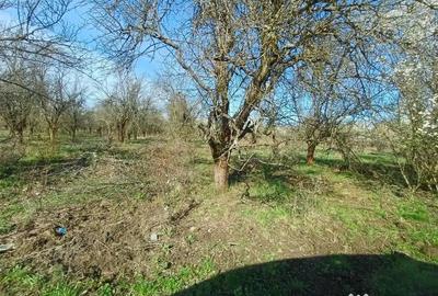 Teren de 6000 mp, în Lăpuș - 1