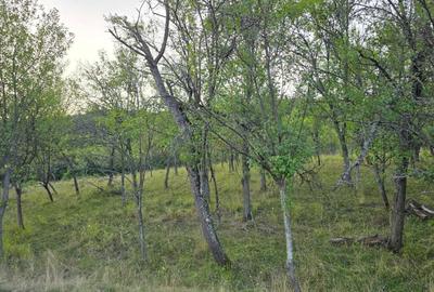 Teren de 7547 mp, în Ulieș