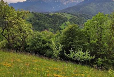 Teren de 9862 mp, în Șimon - 7