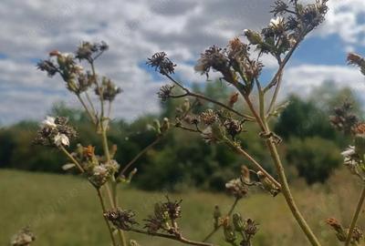 Descopera o oportunitate rara: Teren intravilan- 2.000 mp in Zadareni - 6