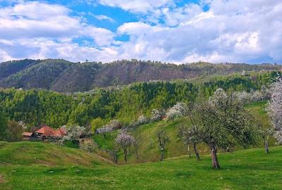 Casă cu 4 camere cu Teren 49690 Mp în Boș - 2