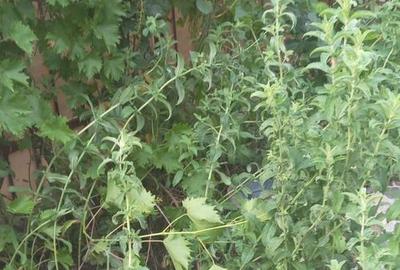 Casă cu 3 camere cu Canalizare în Glina - 26