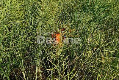 Teren agricol extravilan de 41225 mp, în Dumbrava - 9