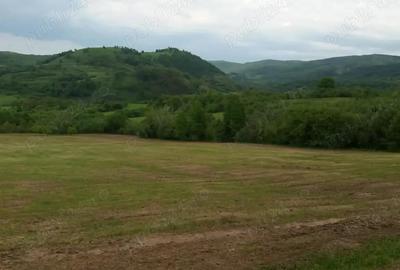 Teren de 20000 mp, în Rădulești - 2