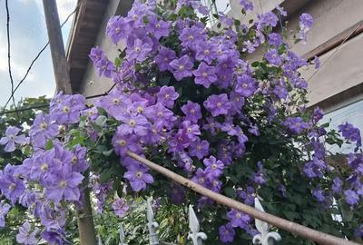 Vand casa in Dascalu, IF - 4