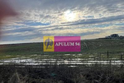 Teren Mihailesti- langa Dovinot. - 2