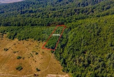 Teren 6,000mp Crizbav / Strada principala - 3