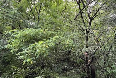 Teren de 4000 mp, în Cetățeni - 2