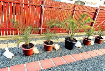 Casa individuala - Dumbravita Casa individuala - Dumbravita - 15