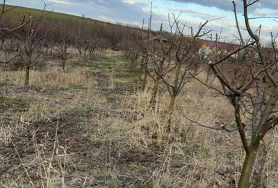 Spațiu comercial, în Fedeleșeni - 8