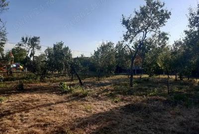 Casa Beregsau Mic caramida strada principala ,teren mare - 8