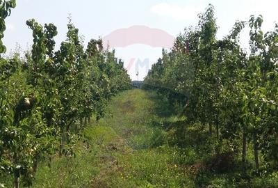 Vanzare teren Livada - Ferma Arges - Izbasesti / DN 142 langa Pitesti - 4