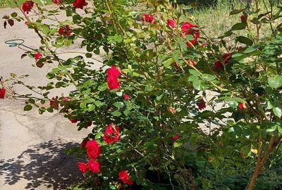 Casă cu 3 camere cu Teren 579 Mp în Florilor