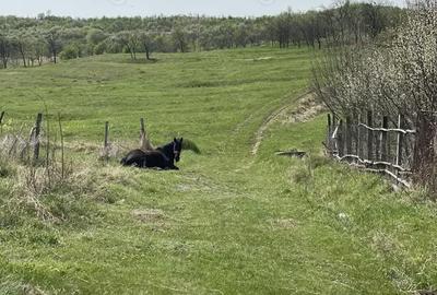 Teren în Central - 1