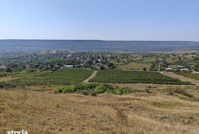 Teren de 35000 mp, în Cotnari - 2