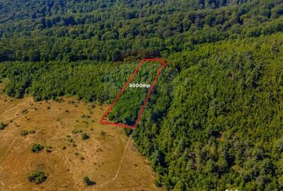 Teren de 6000 mp, în Crizbav - 5