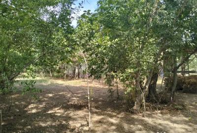 Teren de 4975 mp, în Belciug - 9