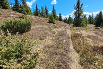 Spațiu comercial, în Petreasa - 1