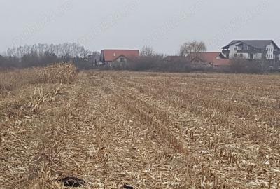 Teren Intravilan 2932 mp Stupini Teren Intravilan 2932 mp Stupini - 3