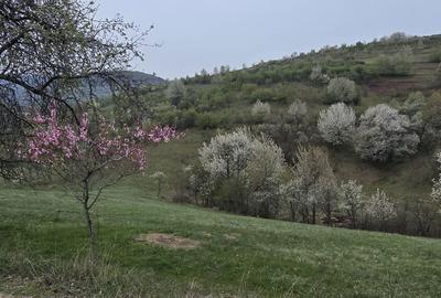 Teren de 10500 mp, în Dumbrăvița - 3