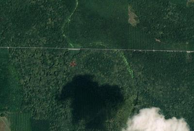 PADURE 650 HA! - 3