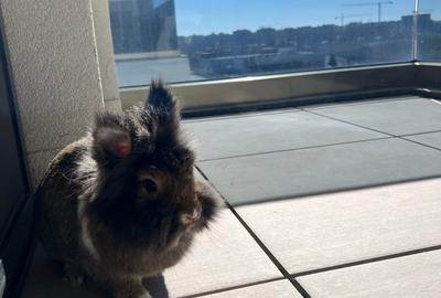 Apartament cu 2 camere semidecomandat, mobilat în Politehnica - 19